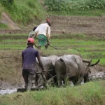 Riso tradizionale dello Sri Lanka: salvaguardia dell’agricoltura indigena e gestione delle malattie.