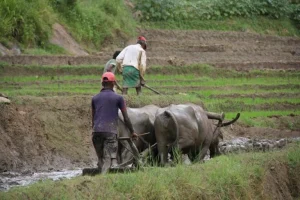 Riso tradizionale dello Sri Lanka: salvaguardia dell’agricoltura indigena e gestione delle malattie.