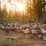 Luoghi sacri e terre vive: la biodiversità secondo il popolo indigeno Sámi.