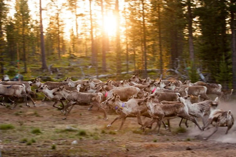 Luoghi sacri e terre vive: la biodiversità secondo il popolo indigeno Sámi.