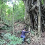 In un angolo di Manila, una foresta protegge piante rare e preziose.