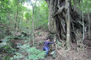 In un angolo di Manila, una foresta protegge piante rare e preziose.
