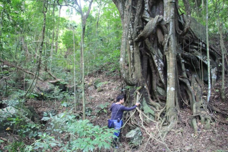 In un angolo di Manila, una foresta protegge piante rare e preziose.
