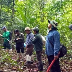 Albero di quercia: il Sudest asiatico a rischio, molte specie minacciate.