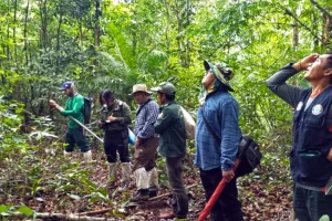 Albero di quercia: il Sudest asiatico a rischio, molte specie minacciate.
