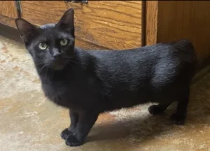 Sassy cerca coccole: adotta il tuo nuovo amico a quattro zampe!