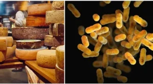 Rischi e sintomi del batterio Stec: guida alla sicurezza alimentare e al latte crudo.