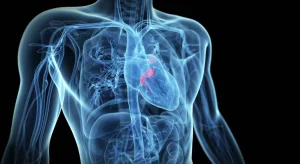Causa nascosta delle cardiopatie congenite: difetti nelle antenne cellulari influenzano lo sviluppo cardiaco.