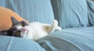 La psicologia degli amici gatto: quando sparire non significa mancare di affetto.