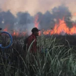 72 incriminati in Indonesia per incendi che avvolgono Borneo e Sumatra con fumo denso.
