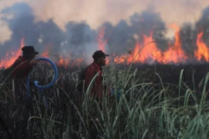 72 incriminati in Indonesia per incendi che avvolgono Borneo e Sumatra con fumo denso.