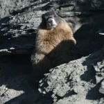 Settimana del Grassottello: luce sui roditori alpini. Lasciate spazio ai marmotti robusti.