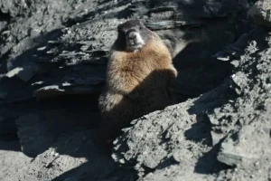 Settimana del Grassottello: luce sui roditori alpini. Lasciate spazio ai marmotti robusti.