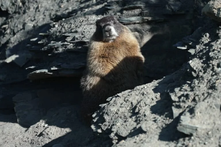 Settimana del Grassottello: luce sui roditori alpini. Lasciate spazio ai marmotti robusti.