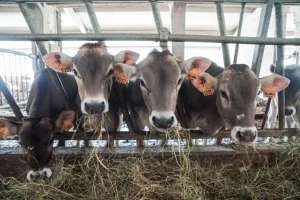 32 milioni di finanziamenti per 115 aziende agricole eco-sostenibili e animali benessere.