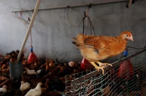 Crisi zootecnica: Confagricoltura chiede attivazione riserva UE per supporto urgente al settore.