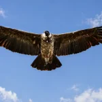 Il re delle Ande: un villaggio in armonia con i condomini dei condor.