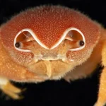 Scoperti 149 nuovi organismi marini nelle scogliere dell’Oceano Indiano: una sorprendente scoperta scientifica.