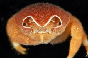 Scoperti 149 nuovi organismi marini nelle scogliere dell’Oceano Indiano: una sorprendente scoperta scientifica.