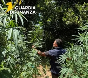 Sequestrata nel Cosentino una piantagione di marijuana nascosta nel bosco