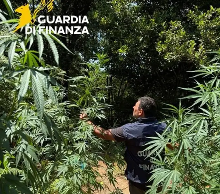 Sequestrata nel Cosentino una piantagione di marijuana nascosta nel bosco