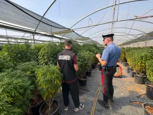 Blitz in un’azienda di canapa a basso contenuto di THC ad Ardea, tre arresti