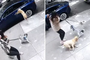 I segnali che i proprietari ignorano prima di un attacco di cane.
