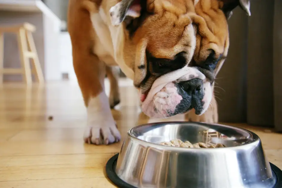 Cosa fare se il tuo cane mangia cibo per animali richiamato, secondo un veterinario.