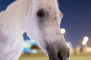 California cerca di fermare la vendita di “unicorni” geneticamente modificati.