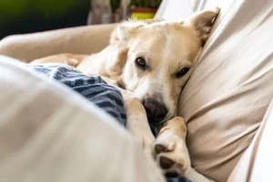 Segnali sottili che rivelano la vera ansia del tuo cane nascosta dietro un’apparente calma.