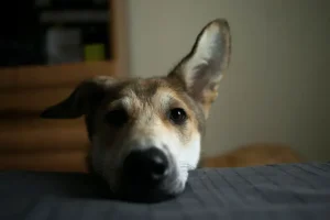 Scoperta nei cani: cosa succede al loro cervello quando vedono il volto umano.