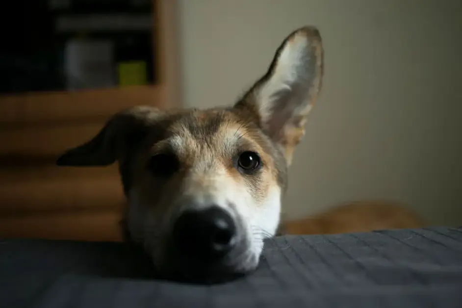 Scoperta nei cani: cosa succede al loro cervello quando vedono il volto umano.