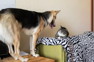 Come i gatti influenzano la personalità dei cani, spiegato da un addestratore.