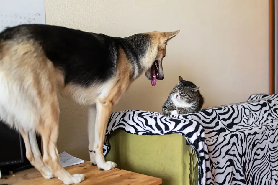 Come i gatti influenzano la personalità dei cani, spiegato da un addestratore.
