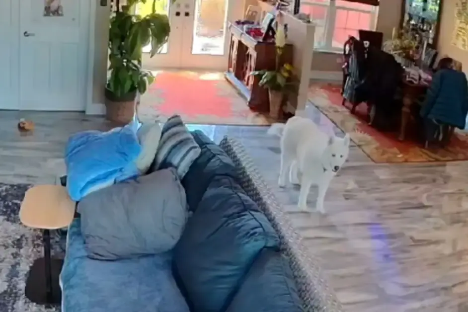 Segnali che indicano l’ansia da separazione nel tuo cane: rivolgiti a un veterinario.