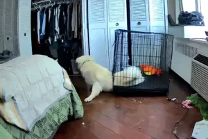 Fughe dalla gabbia del tuo cane: indizi su problemi emotivi o comportamentali.