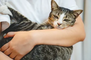 Perché abbracciare il tuo gatto potrebbe essere più dannoso che benefico.