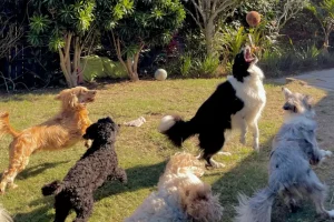 Segnali che indicano che il tuo cane trova stressante il soggiorno al dog daycare.