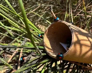 CREA: il tuo alleato contro la cocciniglia tartaruga per piante più sane.