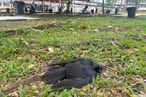 Singapore diventa amica dei corvi. Piani per catturarli? Scopri di più!