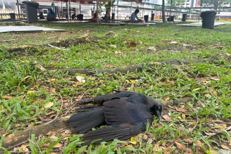 Singapore diventa amica dei corvi. Piani per catturarli? Scopri di più!