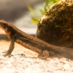 Come la “forza dolce” protegge la biodiversità tradizionale a Tokyo. Titolo: Il potere della gentilezza.
