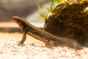 Come la “forza dolce” protegge la biodiversità tradizionale a Tokyo. Titolo: Il potere della gentilezza.
