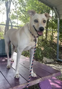 Molly: l’amore si misura nel tempo trascorso insieme a quattro zampe.