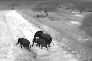 Droni termici in Kenya per ridurre i conflitti tra uomini ed elefanti in Amboseli.