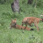 Analisi DNA feci cani selvatici in India: preferenze prede selvatiche rivelate. Titolo: Preferenze alimentari cani selvatici India.