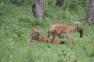 Analisi DNA feci cani selvatici in India: preferenze prede selvatiche rivelate. Titolo: Preferenze alimentari cani selvatici India.