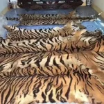 Indagine rivela il traffico di fauna selvatica in Cambogia legato a crimine transnazionale.