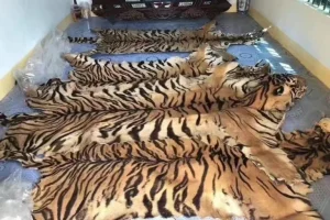 Indagine rivela il traffico di fauna selvatica in Cambogia legato a crimine transnazionale.