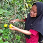 Donne agricoltrici salvano elefanti e foreste nel parco nazionale di Sumatra.